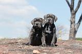 CANE CORSO 286